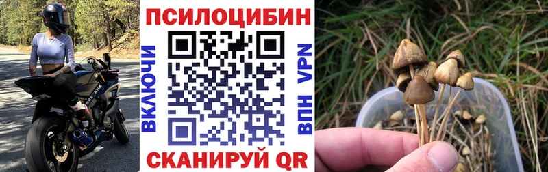 наркошоп  блэк спрут ССЫЛКА  Псилоцибиновые грибы Psilocybine cubensis  Заполярный 